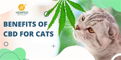  Benefits of CBD for Cats CBD has gained popularity among humans and pet owners due to its potential to support a variety of common health issues, thanks to the way it interacts with our multi-system regulating endocannabinoid system